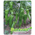 Suntoday vegetable green pepper hybrid chilli capsium seeds